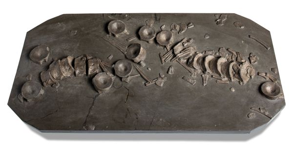 An Ichthyosaur vertebrae with some ribs plaque