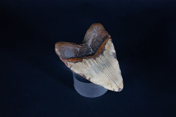 A Megladon tooth