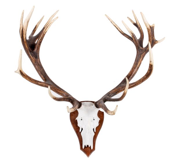 A massive set of red deer antlers with 19 points