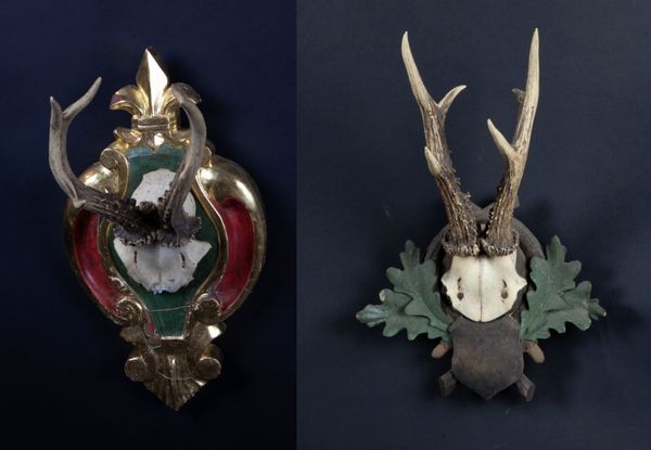 Two Roe deer antlers on fancy shields