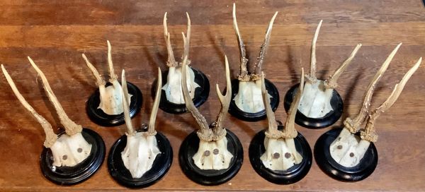 A set of nine mounted Roe Deer antlers