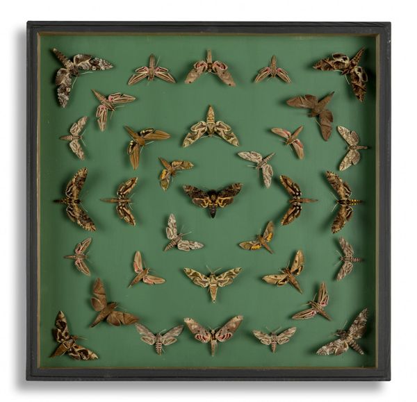 A wall display of moths including a Deaths Head Hawks Moth