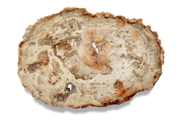 A large petrified fossil wood slice