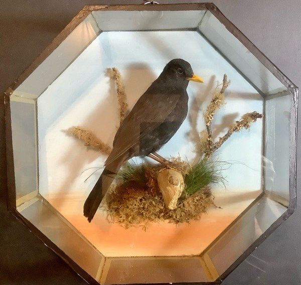 A Blackbird in octagonal glass case