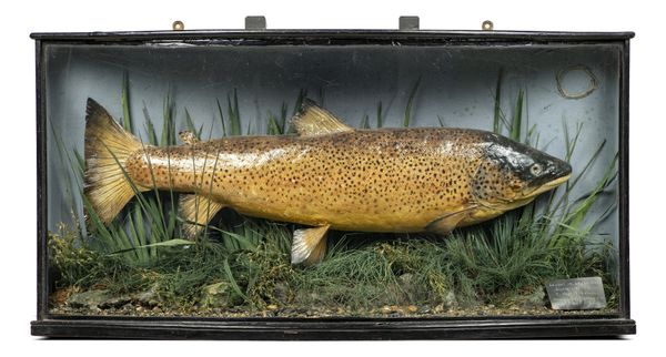 A stuffed trout