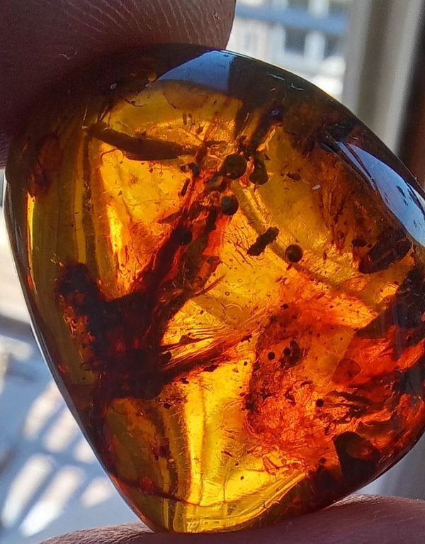 Complete Feathered Dinobird in Amber
