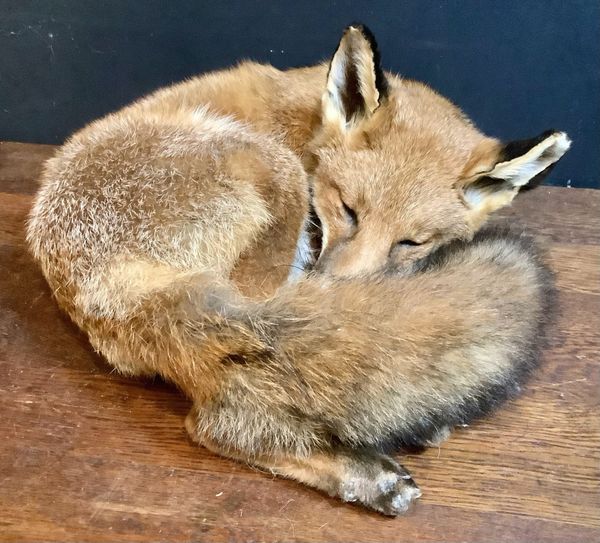 A full mount Fox asleep