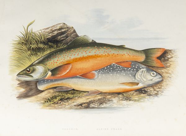 The British Book of Fishes