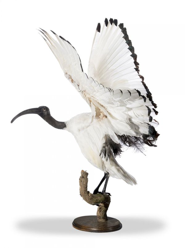 A Sacred Ibis