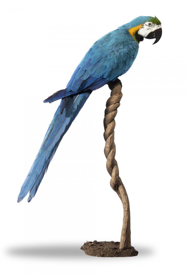 A Blue and Gold Macaw on stand