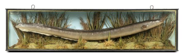 A stuffed eel