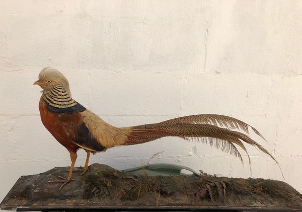 A Golden Pheasant