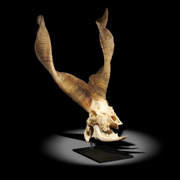 A rams skull with horn on modern metal base