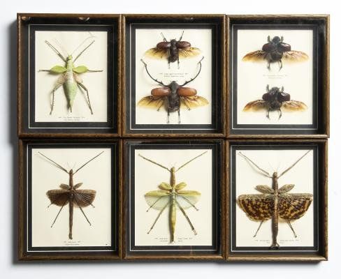 A set of six framed insects