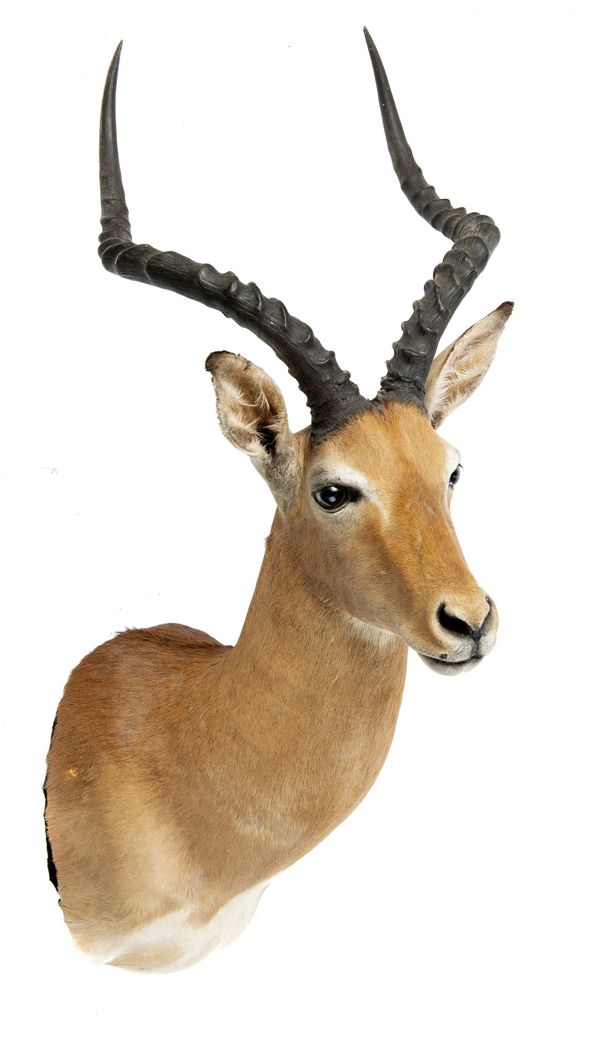 An Impala head mount