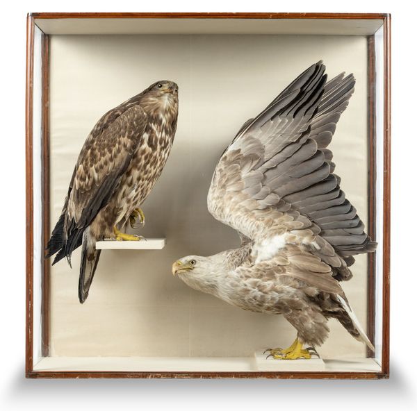 A magnificent pair of Sea Eagles by Duncan or Cullingford