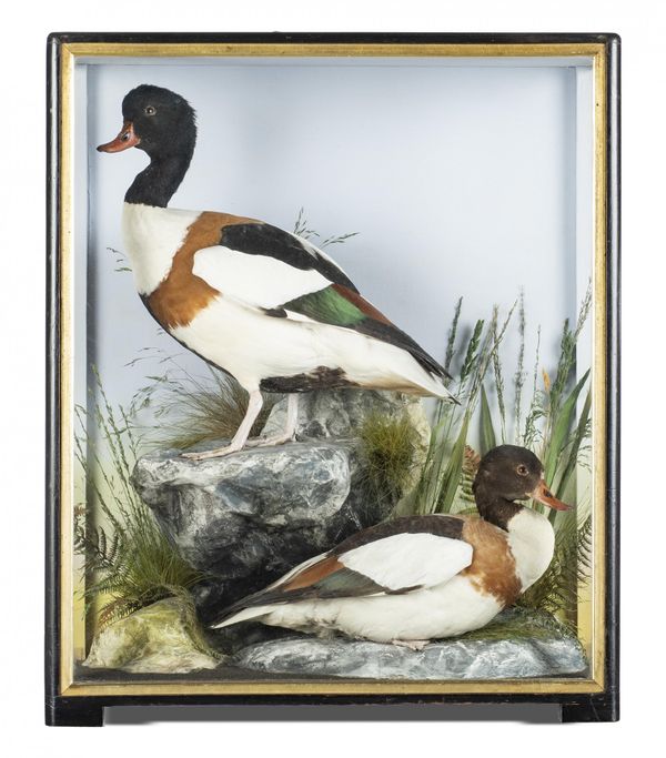 Hutchings of Aberystwyth: A pair of Shelduck