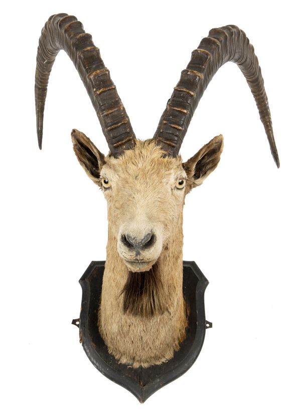 A Ibex trophy