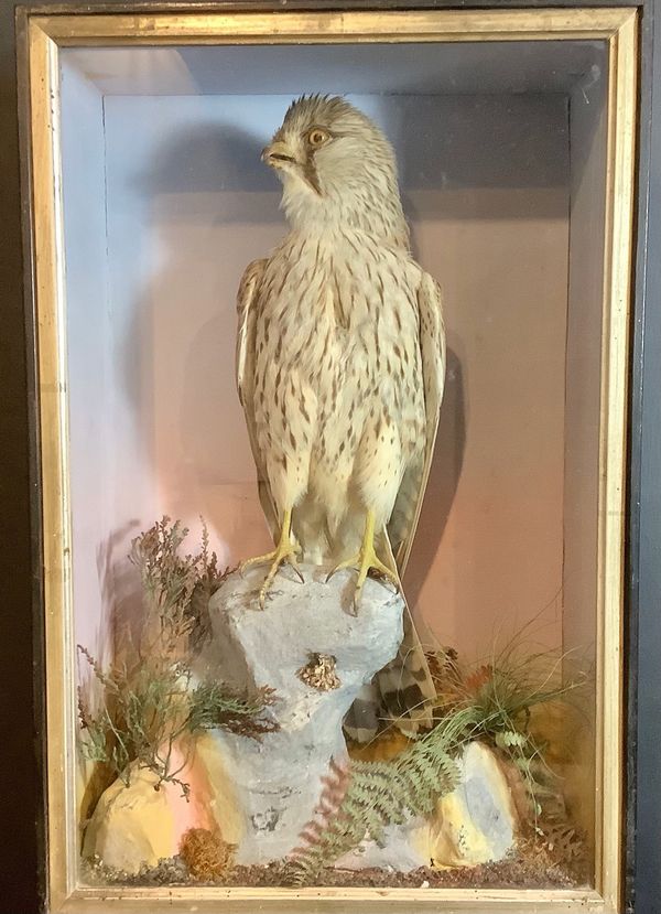 A female Kestrel in glass case attributed to J Hutchings