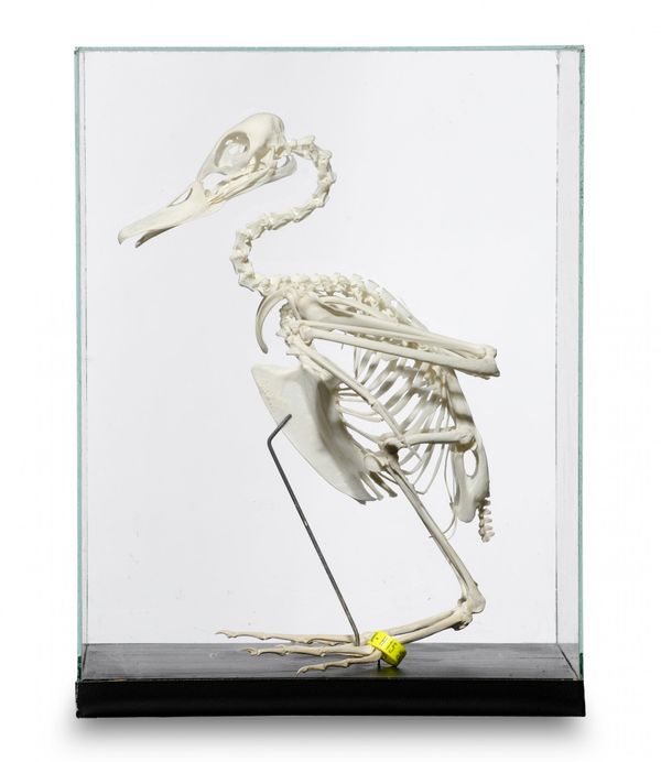 A Pintail Duck skeleton
