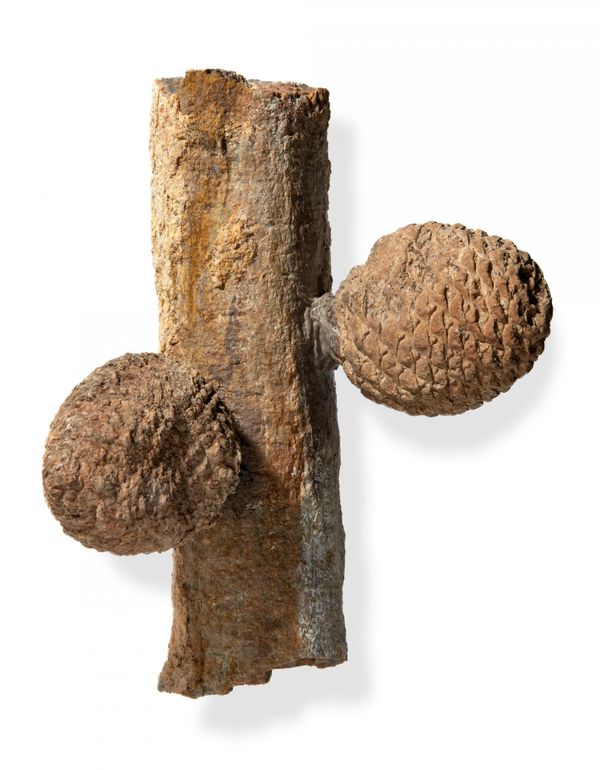 An Araucaria fossil branch with two cones