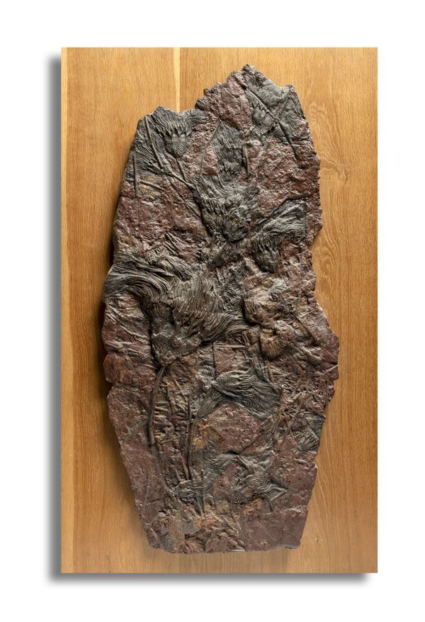 A large Crinoid plaque