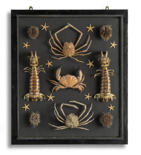 A wall display of crabs and other crustaceans