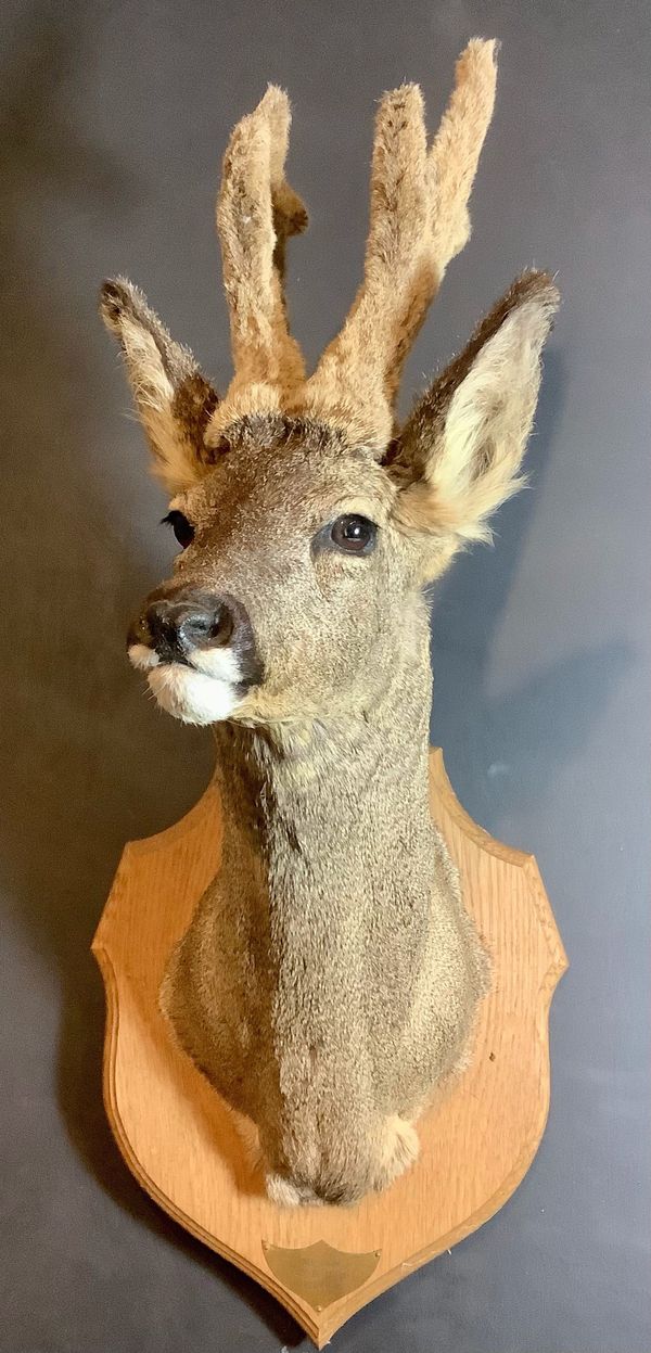 A Roe Deer head