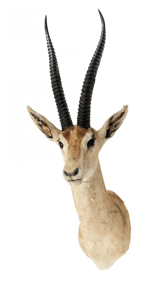 Rowland Ward: A Grants Gazelle head