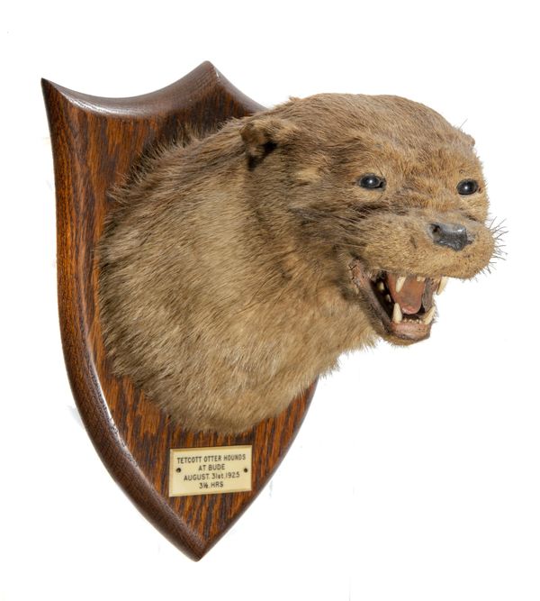 An otter trophy
