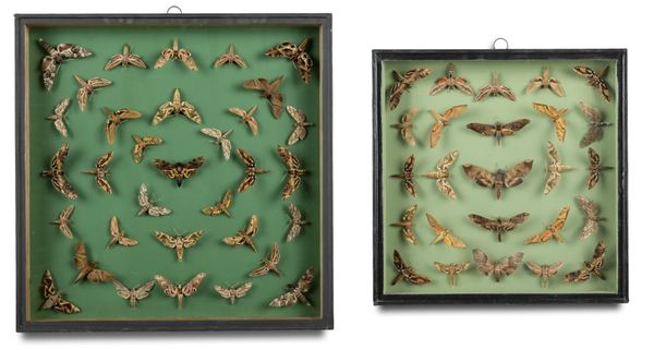 Two wall cases of Hawk moths
