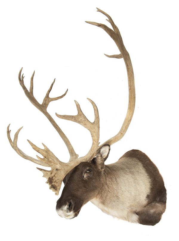 A very large Caribou head mount