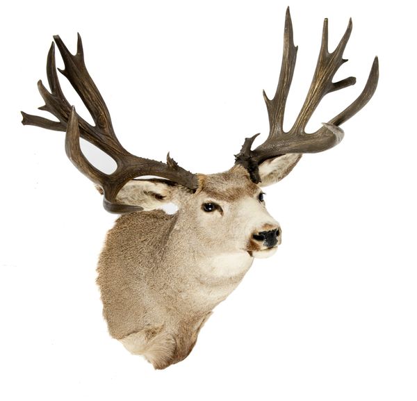 A very large Mule deer head