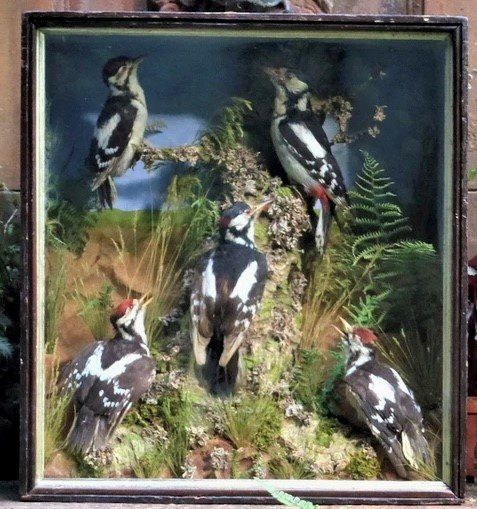 Five Great Spotted Woodpeckers in a Victorian glass case