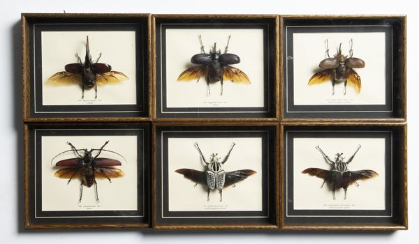 A set of seven framed insects and a spider (8)
