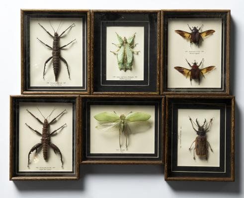 A set of six framed insects