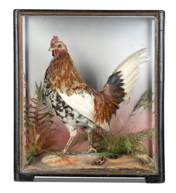 Hutchings Senior: A Cockerel