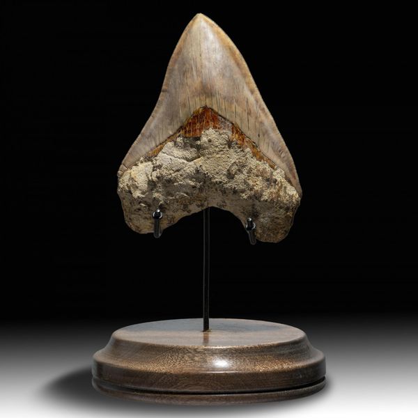 A very large Megalodon tooth