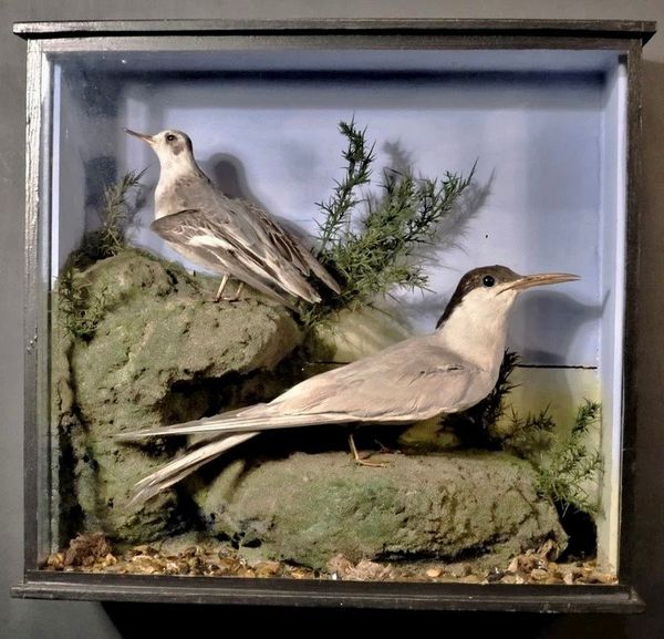 A Tern and Wader in glass case
