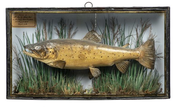 A Victorian stuffed trout by Cooper or Gibson
