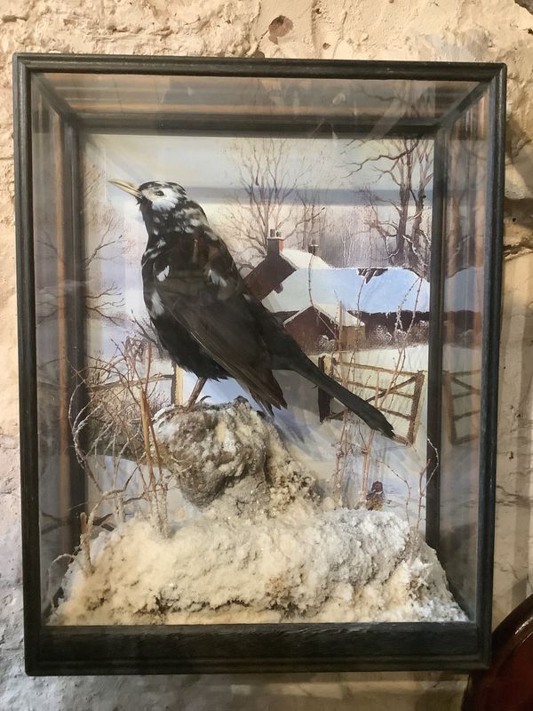 A Pied Blackbird in wall case attributed to A J Armitstead