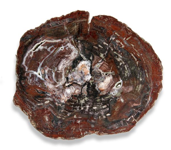 An agatised fossil wood