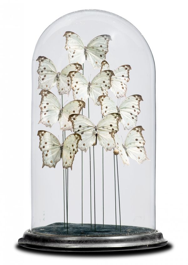 A collection of butterflies in glass dome