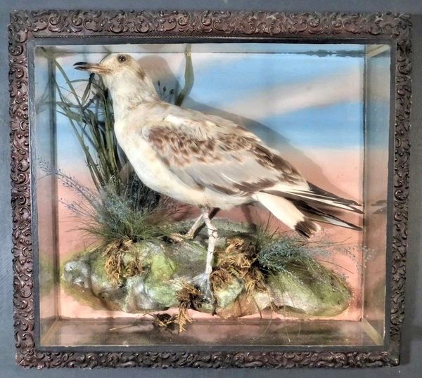 A Sea Gull in warm case by Mountney of Cardiff