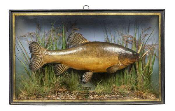 A stuffed tench by Griggs