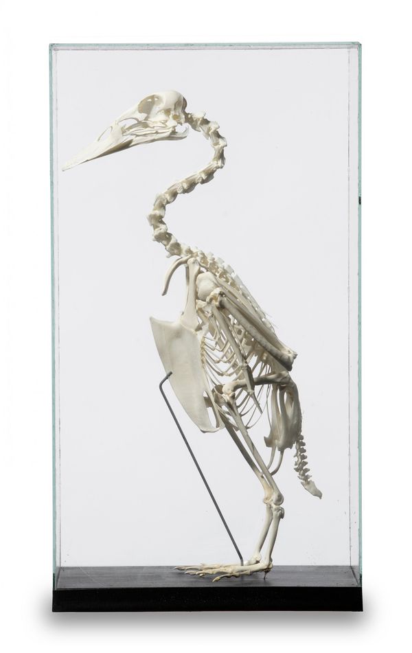 A Wandering Whistling Duck skeleton