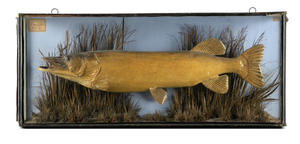 An early stuffed pike by Cooper