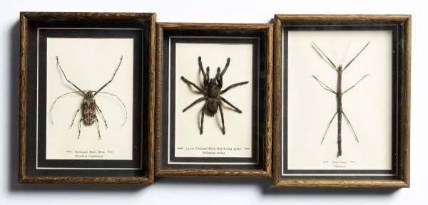 A group of four framed insects and a spider (5)