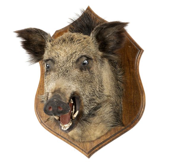 A wild boar trophy