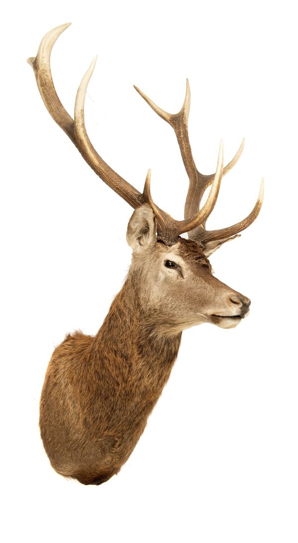 A Red deer trophy